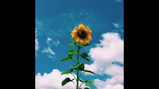 (FREE) Lo-fi Type Beat - &quot;Summer Love&quot;