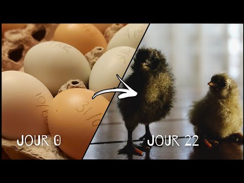 , title : 'L'incubation d'oeufs de poules de A à Z... ou presque | Incubateur maison'