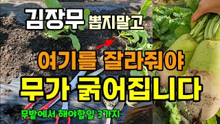 김장무 크게 키우려면 뽑지말고 이렇게 잘라줘야 무가 굵어집니다 #무키우기 #텃밭농사