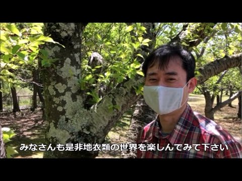 身近に観察できる地衣類を紹介！｜かはくチャンネル（2020年5月）