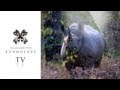 Rare Black Rhino Charges Vehicle Londolozi