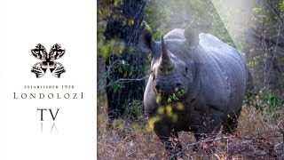 preview picture of video 'Rare Black Rhino Charges Vehicle - Londolozi'