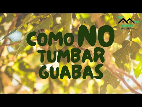 Como NO tumbar Guabas | San Ignacio - Cajamarca - Perú
