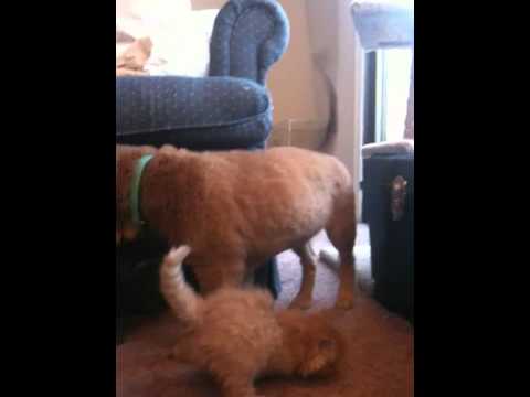 Oisin meets the kittens