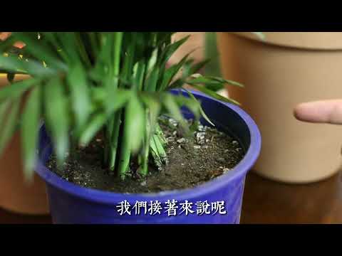 袖珍椰子好處