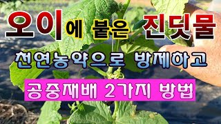 [텃밭농부. 1,084]  오이에 진딧물 방제하고 두가지 재배방법 #오이재배