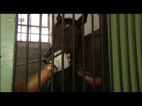 Bascot in Baden 2013 - Großer Badener Zuchtpreis - Tosca Victory mit Christoph Schwarz