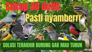 Download lagu Suara pikat burcil AMPUH‼️ anti zonk pikat sogon dll tidak diragukan lagi  mp3