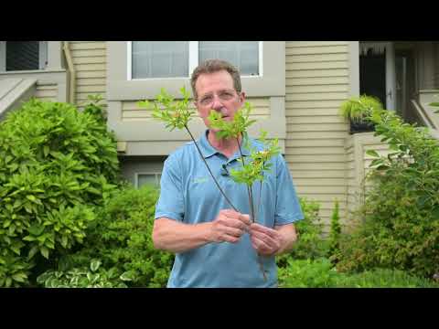 How to Prune Azaleas