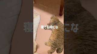 ねこ飼い主あるある1 #cat #ねこ #猫 #スコティッシュフォールド #猫のいる暮らし