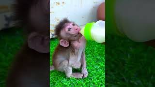little monkey life🐒