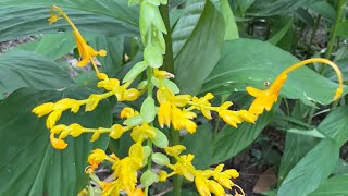 2025 7 07 雙翅舞花薑 台北植物園