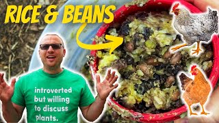 I Fed My Chickens Rice and Beans For a Week…Here