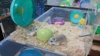 Download lagu [2018/07] 12只老公公仓鼠们暂住在两个面积共8800cm2的整理箱, 已经不够住了... mp3