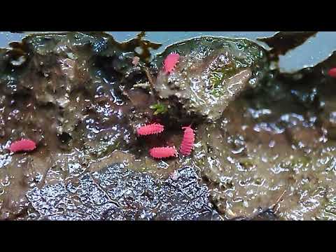 Red Springtails