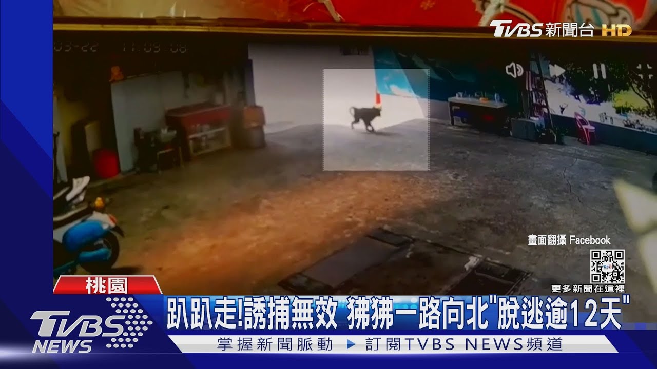 趴趴走!誘捕無效 狒狒一路向北「脫逃逾12天」