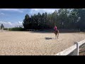 Tr&egrave;s jolie jument selle fran&ccedil;ais 14 ans 