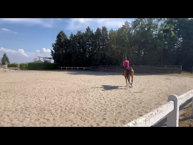 Tr&egrave;s jolie jument selle fran&ccedil;ais 14 ans 
