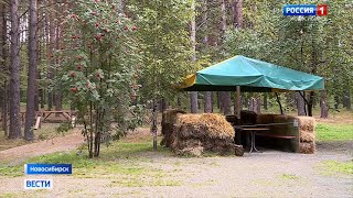 Работа по созданию лесного парка «Заельцовский бор» началась в Новосибирске