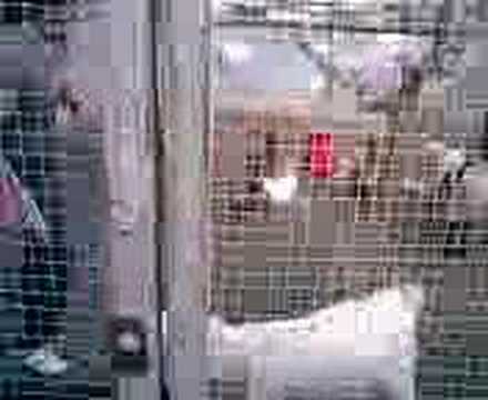 Raulillo vs chotillo