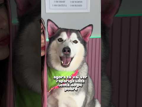 Quando falam que meu cachorro é “só um cachorro” -1000000 aura 🔥😡