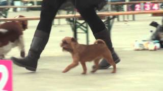 StripPoker's Kletskopje Jun, Ch.. Amsterdam Junior Winster 2010 & Winster 2011