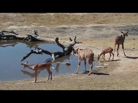 Djuma: Kudus and Impalas -  13:20 - 09/11/19