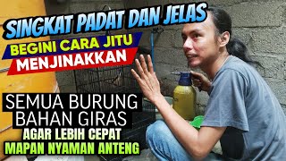 Download lagu CUMA PAKAI CARA INI ⁉️ SEMUA BURUNG BAHAN GIRAS JADI CEPAT JINAK DAN MAPAN mp3