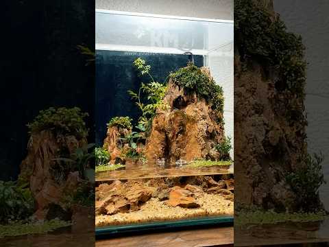 DIY Waterfall Paludarium That Will Wow!