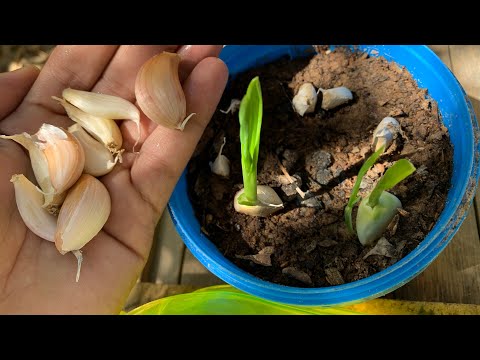 , title : 'اسهل طريقه لزراعه الثوم / How to plant Garlic 🧄'