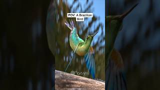 Download lagu Burung Brazil versus Burung Biasa mp3 Download lagu Burung Brazil versus Burung Biasa mp3