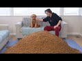 Surprising My Dog With 1,000,000 Pieces of Dog Food