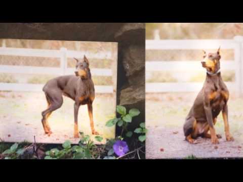 Andy, an adopted Black Mouth Cur in Camp Hill, AL_image-1