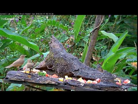 Video 2018 03 17 091319 Unknown honey sipper edit