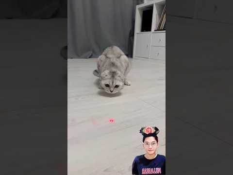 MIAW LOOKS FOR A RED DOT⁉️ IT'S MIAW'S FRIEND😱😍