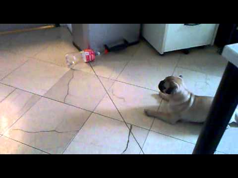 Rocko süchtig nach Cola