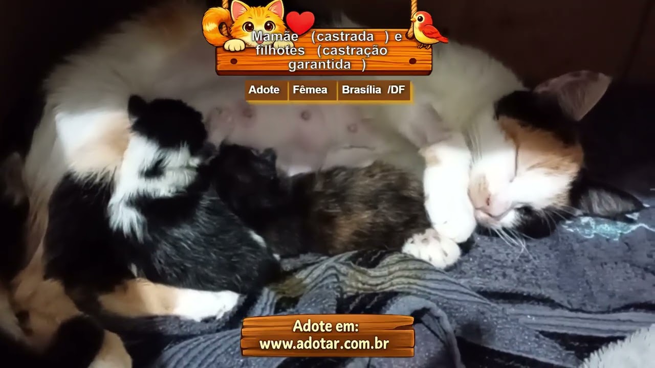 Gato raça SRD-ViraLata idade 7 a 11 meses nome Mamãe (castrada) e filhotes (castração garantida)