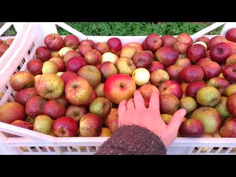 Keeving part1: clean, cold, bittersweet apples