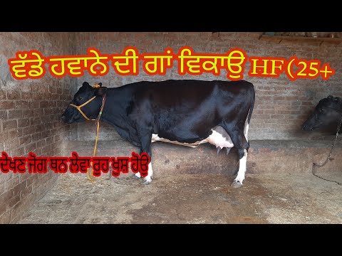 ਗਾ ਆਵੀਂ ਚੰਗੀ ਆ ਤੈਂ ਚੰਗੇ ਦੁੱਧ ਆਲੀ ਗਾਂ ਵਿਕਾਉ ਦੇਖੋ ਵੀਡੀਓ ਤੈਂ ਖਰੀਦੋ ਮਿਤੀ (7-10-2021)