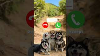 Download lagu Dog ringtone message ringtone SMS ringtone notification #dog #notificationringtone #shortvideo mp3