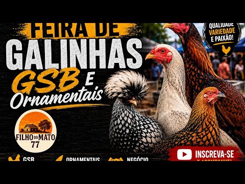 Feira de galinhas gsb e aves ornamentais em várzea nova bahia 