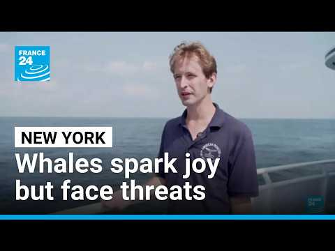 Whales spark joy in New York but face threats from boat traffic