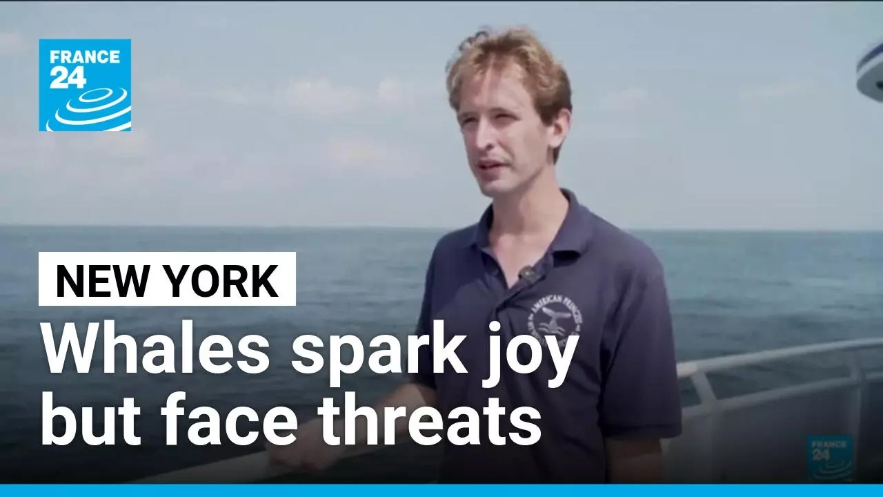 Whales spark joy in New York but face threats from boat traffic • FRANCE 24 English