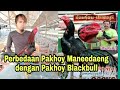 Perbedaan Pakoi Maneedaeng Dengan Pakoi Blackbul Kata Bang Anton