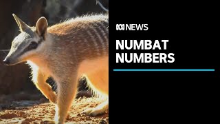 New project aims to save critically endangered numbat species | ABC News