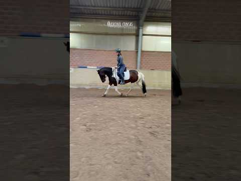 Berittpferd Amigo - Raus aus dem Tölt! 🐴 Part 1 // #askino #beritt #equestrian #horse #ytshort