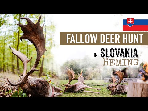 Fallow Deer Rut 🦌 in Slovakia 🇸🇰 – Real Hunting Experience 🔥