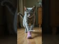 A Day In A Life Of Grey Cat Car Cat Funny Catmodel Catniss Mycat Catworld Catselfie Working