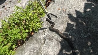 Rattlesnakes in Pennsylvania 2015