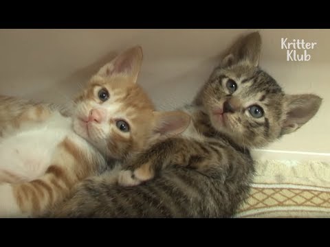 Cat Keeps Stealing Another Cat's Kittens | Kritter Klub